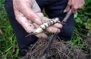 草石蠶種植技術(shù)