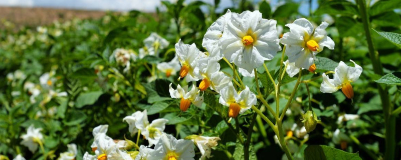 土豆開花打頂怎么打