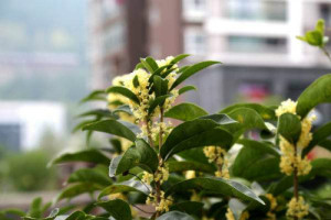 盆栽桂花怎么修剪更好看  桂花樹修剪方法圖解看這里