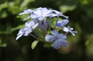 藍(lán)花丹有毒嗎，藍(lán)花丹適合室內(nèi)養(yǎng)嗎（有毒可藥用）