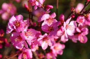 榆葉梅花語(yǔ)是什么，榆葉梅什么時(shí)候開花/先開花后長(zhǎng)葉