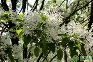 老師傅告訴你，流蘇作砧木嫁接桂花的優(yōu)缺點(diǎn)