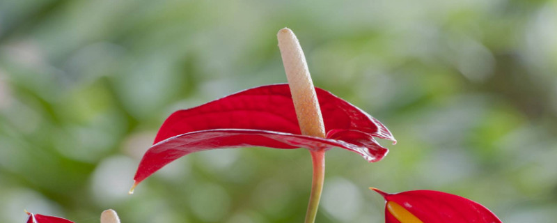 火鶴花有毒嗎