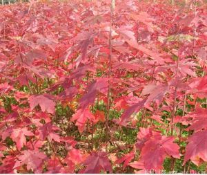 進(jìn)口日本紅楓在我國分布產(chǎn)地有哪些地方