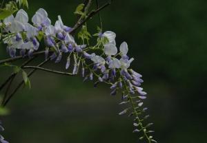 紫藤花如何過冬，注意這四點讓你的紫藤花輕松越冬