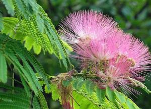 苦情花和榕樹花的區(qū)別，苦情花和榕樹花是同種植物嗎