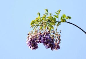 紫藤花的花語(yǔ)是什么，紫藤花種類有哪些/為情而生,為愛而亡