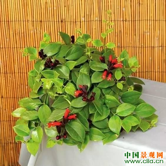 十四種室內(nèi)凈化空氣強(qiáng)的植物，家里養(yǎng)幾盆空氣凈化器都省了！