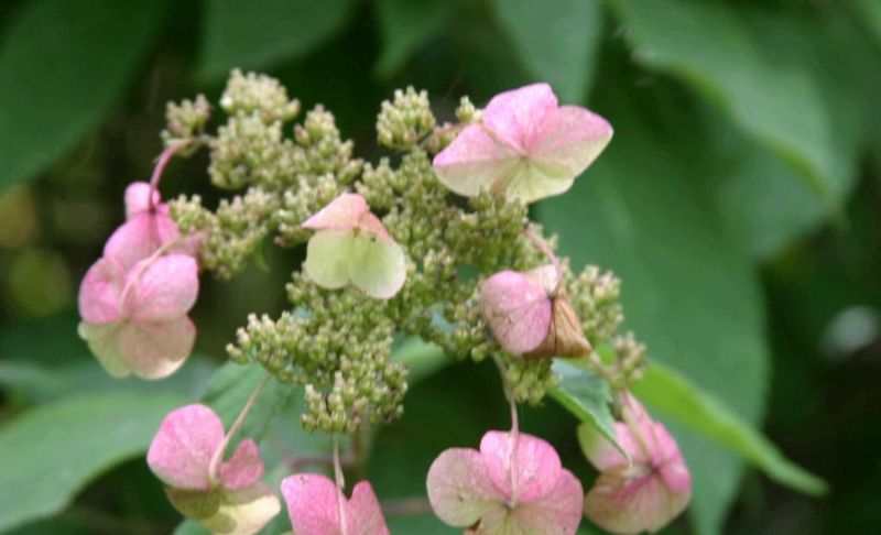 東陵八仙花