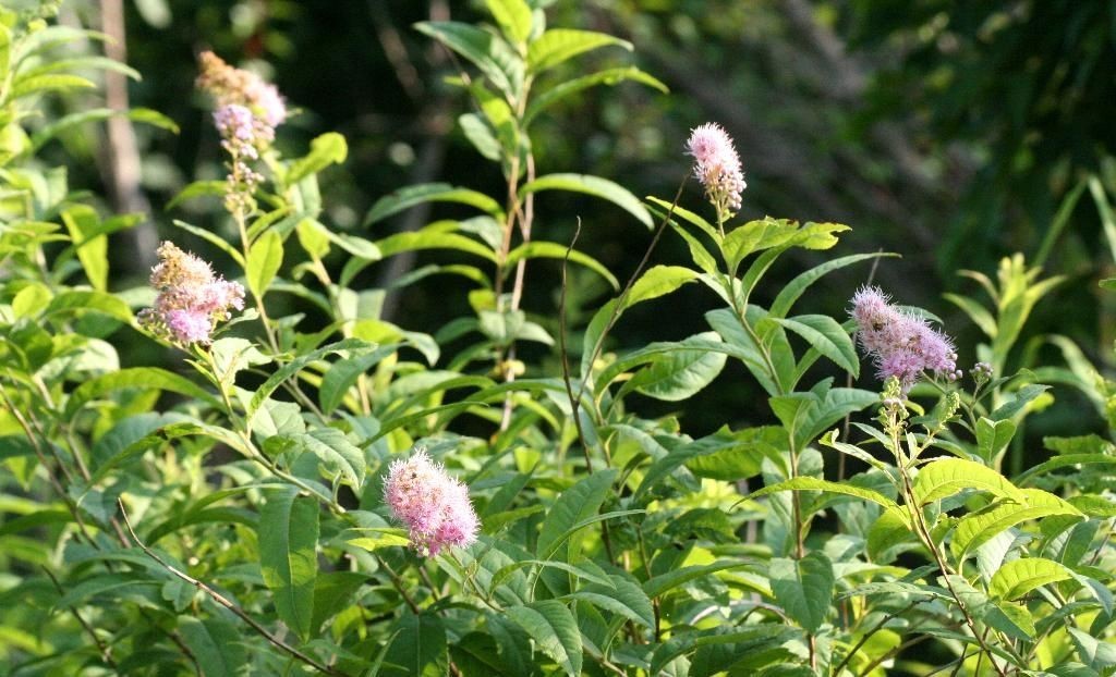 金山繡線菊