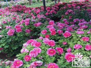 墊江牡丹花什么時候開花，墊江牡丹最佳觀賞時間（3月下旬-4月中）