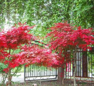 【園藝師分享】日本紅楓生長在什么樣的地方速度最快