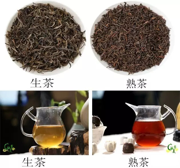 茶農(nóng)在線免費教你辨別普洱茶