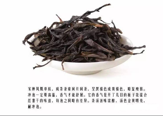 潮汕茶_汕頭鳳凰單樅哪個品種最好？