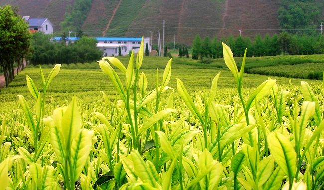 茶知識(shí)網(wǎng)—白茶茶毫有什么作用？