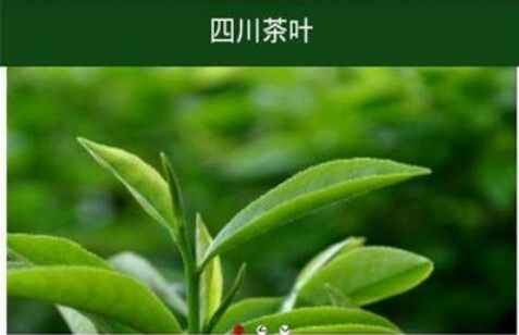 【茶常識(shí)】四川有什么茶葉比較好？四川茶葉種類