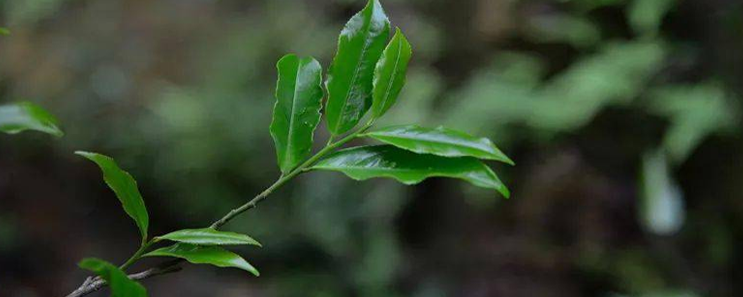 鳳凰單叢茶：茉莉香單叢茶,你見過嗎？