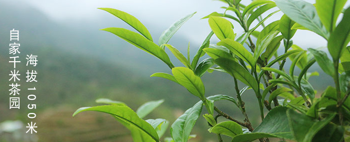 單樅泡茶多少度最好 沖泡出好喝的鳳凰單樅技巧（收藏）