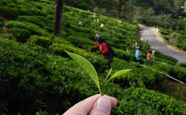 錫蘭紅茶和中國(guó)茶的區(qū)別有哪些?