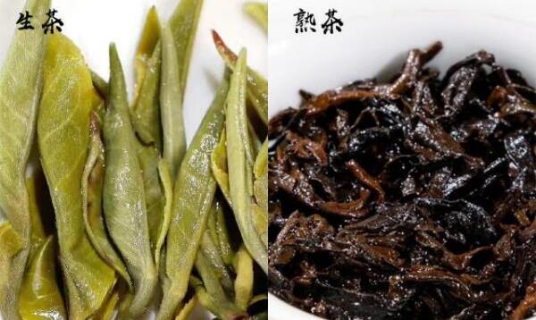 普洱茶生茶熟茶區(qū)別，茶色、湯色、茶味、葉底、功效不同