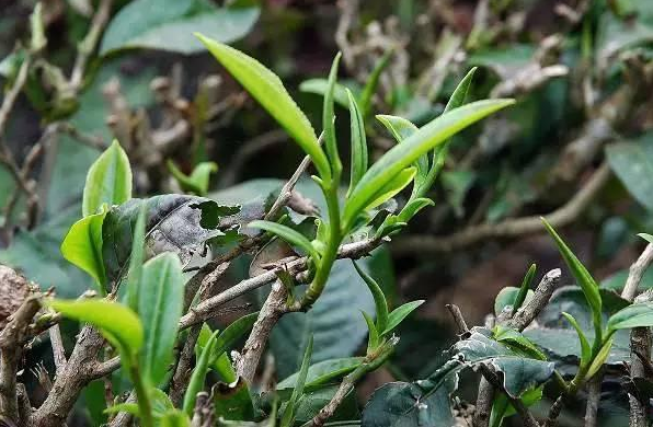 普洱生茶怎么泡好喝？