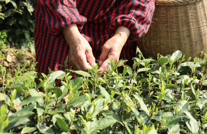 【綠茶】龍井茶新茶什么月份