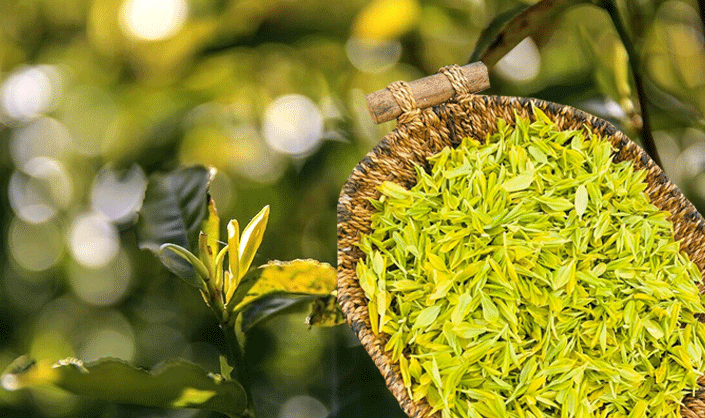 縉云黃茶是什么茶_縉云黃茶的功效與作用