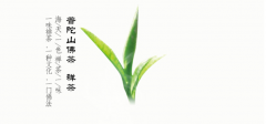 普陀佛茶的春茶價(jià)格是多少錢(qián)？（收藏）