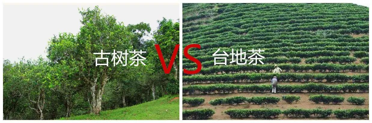 古樹普洱茶的價格,如何選購普洱茶才不會被坑？