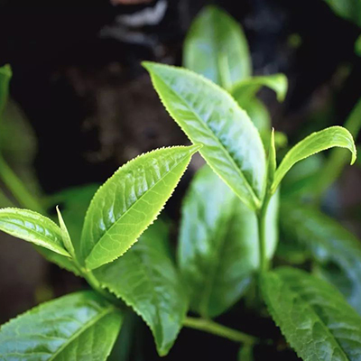 普洱茶的品質(zhì)好壞是由什么因素決定的？