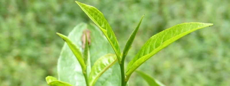 中國十大名茶產(chǎn)自哪里？附基本介紹