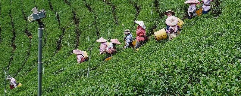 阿里山茶葉是一種什么茶（阿里山茶的價值以及怎么辨別真假）