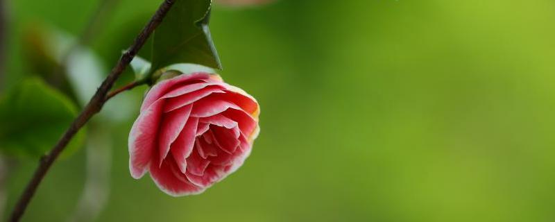 茶樹、茶樹花、茶花、花茶的區(qū)別