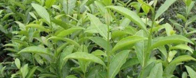 無公害茶葉種植技術(shù)，主要有以下五個方面