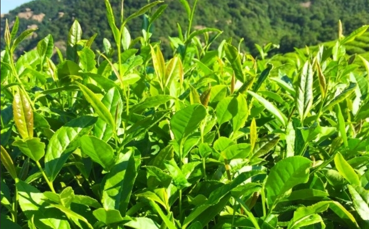 全國(guó)十大名茶價(jià)格（各種茶葉多少錢一斤）