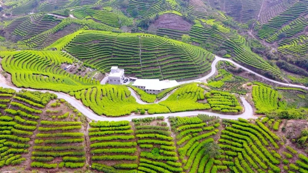 借中國茶申遺成功“東風(fēng)” 讓鳳凰單叢茶飄香四方