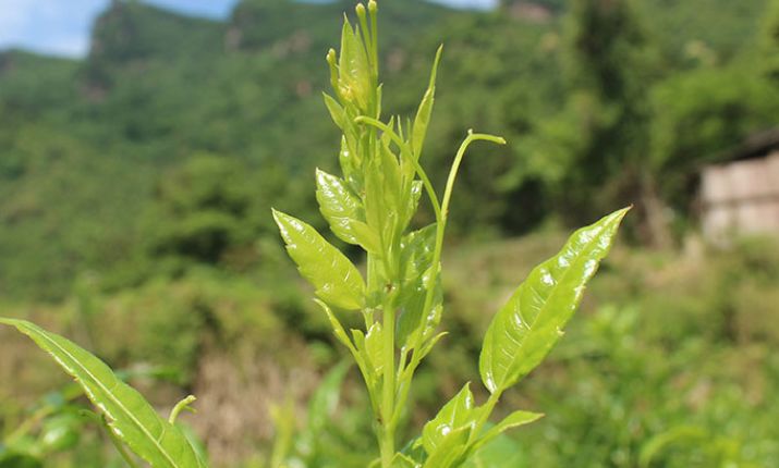 莓茶的功效與作用及禁忌有哪些？