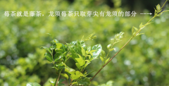 〖莓茶〗是什么茶？有什么用？