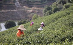 【茶葉】信陽毛尖的制茶流程（步驟?。?></a> <a href=