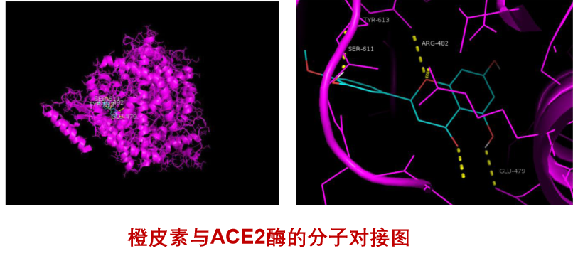 2020最新研究小青柑逆轉(zhuǎn)PM2.5誘導(dǎo)的肺氣腫形成