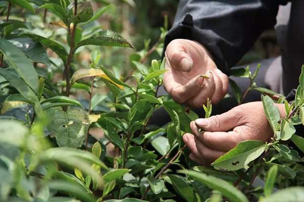 龍井茶主要產(chǎn)區(qū)在哪里？有哪些品種？（收藏）