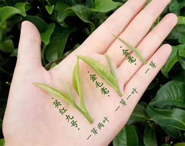 英紅九號，英德紅茶里面最好的茶?。ㄊ詹兀? title=