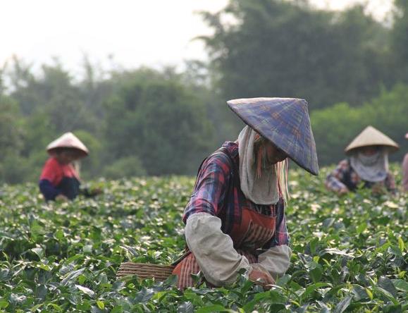 荔花村英德紅茶怎么樣？價格多少錢一斤？（收藏）