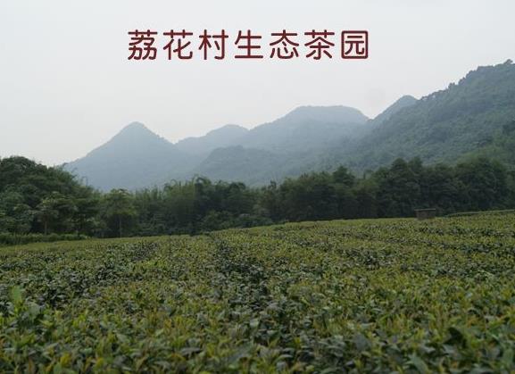 荔花村英德紅茶怎么樣？價格多少錢一斤？（收藏）