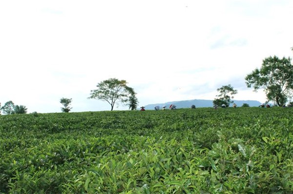 英德紅源茶葉品牌怎么樣？（收藏）