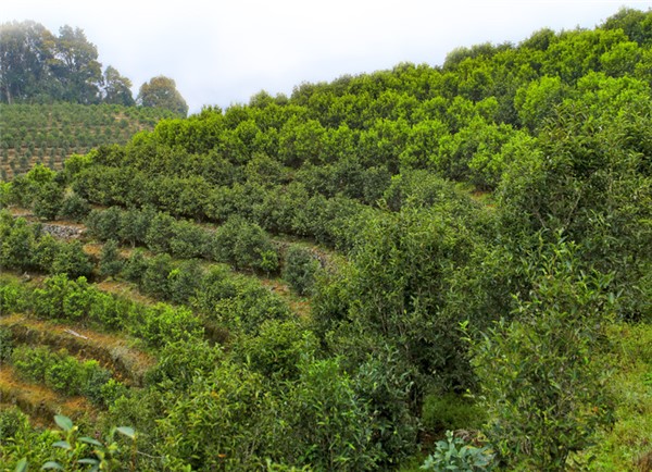 鳳凰單叢茶哪個牌子好？翔鳳山鳳凰單叢茶好！