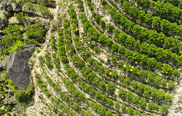 鳳凰單叢茶哪個牌子好？翔鳳山鳳凰單叢茶好！