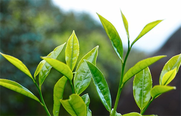 鳳凰單叢茶哪個牌子好？翔鳳山鳳凰單叢茶好！