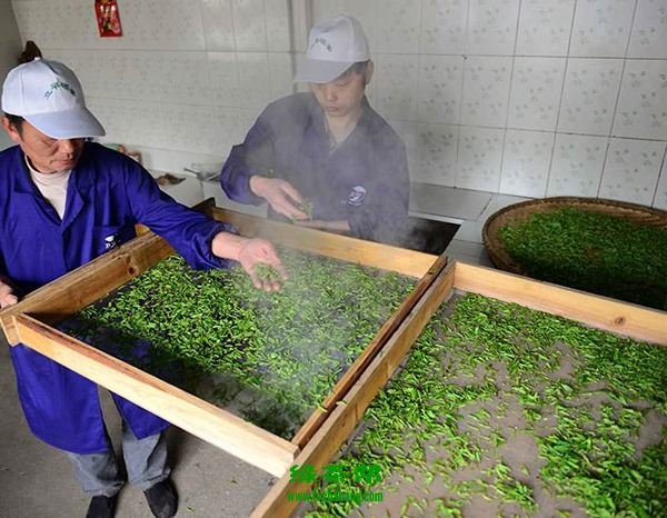 【茶知識】蒸青綠茶分為幾個檔次？蒸青綠茶的代表品種