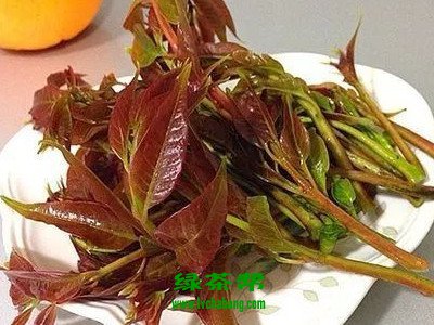 【茶知識】喝香椿茶有什么效果？喝香椿茶有什么好處